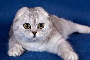 娱乐吃瓜君折耳猫七七,折耳猫的娱乐传奇