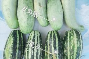成都吃瓜网红是谁,揭秘成都网红圈中的“瓜王”