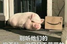 娱乐吃瓜酱猪猪视频大全,猪猪视频大全精彩回顾