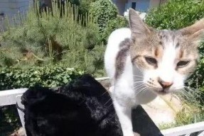 吃瓜娱乐酱流浪猫,吃瓜娱乐酱的温馨守护之旅